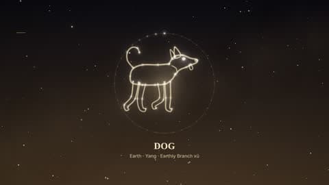 the dog in the Starlight look